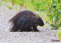 Erethizon dorsatum 